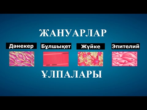 Видео: Жануарлар ұлпалары