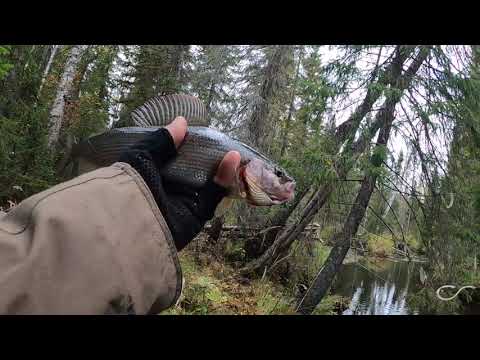 Видео: Ловля хариуса на мормышку