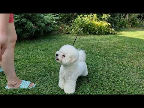 Видео: Подготовка к выставке. Щенок WIOLETTA #kennel_brightstardog #Wioletta_BrightStarDog #showbichon #dog