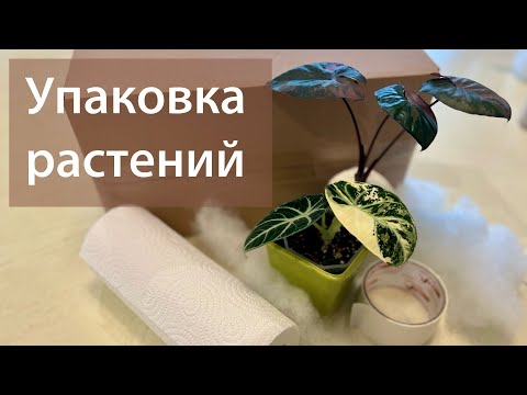 Видео: №115. Как упаковать растение, чтобы отправить его почтой, СДЭК, Яндекс? Теплая упаковка.
