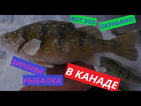 Видео: Вот это окуни ! Зимняя Рыбалка в Канаде на окуня ! East Shoal Lake Manitoba perch ice fishing.