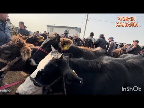 Видео: БҮГҮНКҮ БААЛАР