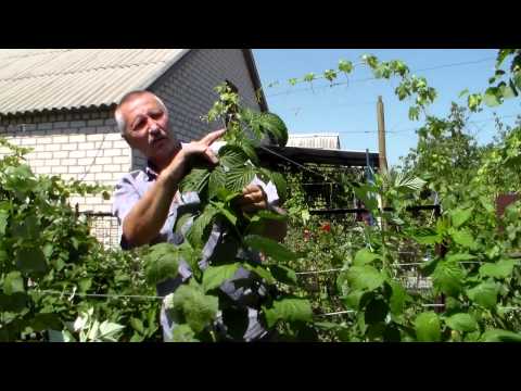 Видео: Обрезка штамбовой малины