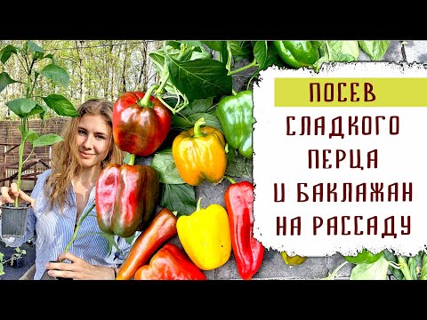 Видео: Посадка болгарского перца и баклажан на рассаду 2021. Обо всём!