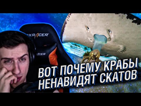 Видео: Hellyeahplay смотрит: Вот Почему Крабы Ненавидят Скатов
