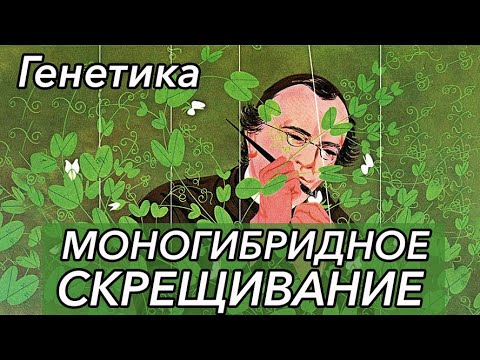 Видео: Урок "Генетика. Моногибридное скрещивание." - ЦТ, ЕГЭ, ЗНО