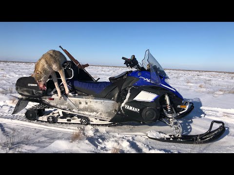 Видео: ПОРВАЛИ ОТАРУ ОВЕЦ! ПЕРЕВЕРНУЛСЯ, ДОГНАЛ, ШЛЕПНУЛ С ОБРЕЗА! охота на волков hunting wolves