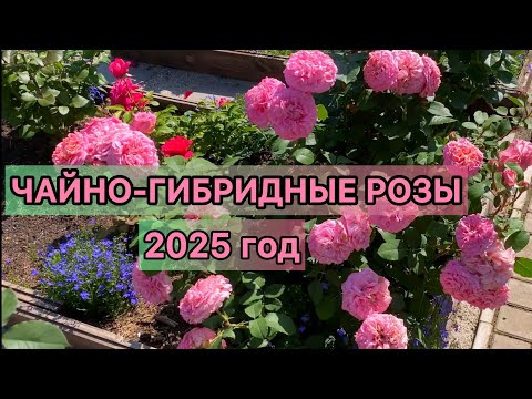 Видео: Чайно-гибридные розы. Цветение роз 2025 г. (Урал, 2-3 зона)