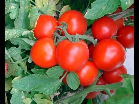 Видео: Подмосковье! Лучшие проверенные годами сорта детерминантных томатов. Советую посадить!