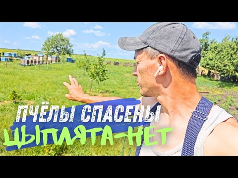 Видео: Рой пчёл и атаки лис - жизнь в деревне!