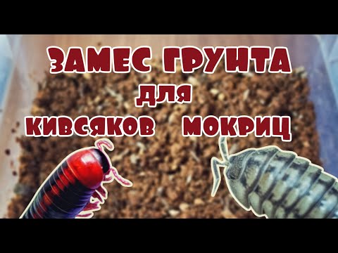 Видео: Грунт для кивсяков и мокриц 🐛 Трухлявим трухляшку😜