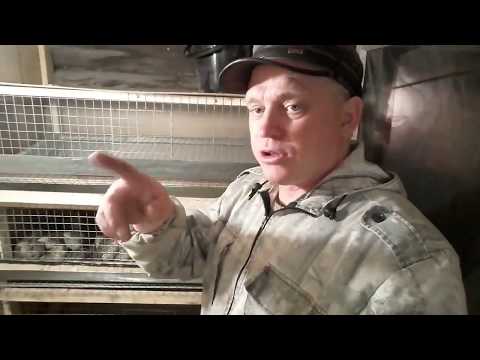Видео: Перепелиная ферма в домашних условиях Как обустроить