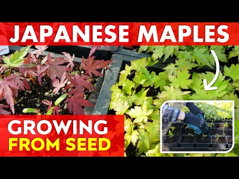 Видео: Как вырастить японский клён из семян | Пересадка рассады