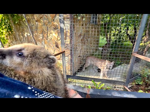 Видео: В парке НЕТ гиацинтовых попугаев по 30 000$,поэтому судья-орнитолог взял два попугая Ара по 5000$!!!