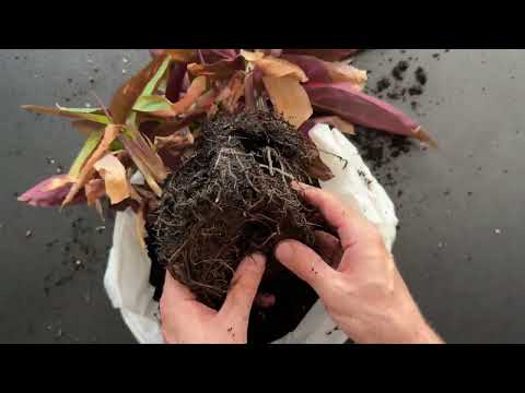 Видео: Строманта сушит листья - чем помочь? Пересадка и размножение.