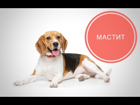 Видео: Мастит у кошек и собак