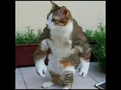 Видео: 😺 Кот - телохранитель! 🐈 Видео смешных котов и котят для хорошего настроения! 😻