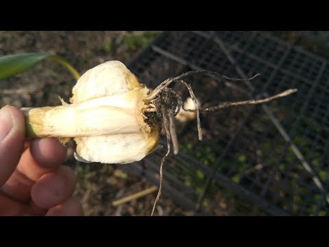 Видео: Фузариоз  на чесноке, меры борьбы.