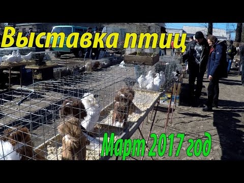 Видео: ВЫСТАВКА ПТИЦ.МАРТ 2017год.МЕЛИТОПОЛЬ.