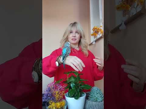 Видео: Верность себе - освещает твой путь и поддерживает тебя на твоем пути