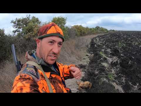 Видео: Лов на хищници на гонка 21/22  (Driven predators hunting 21/22)