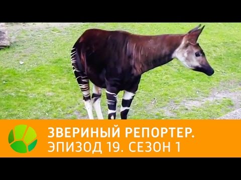 Видео: Звериный репортер. Эпизод 19. Сезон 1 | Живая Планета