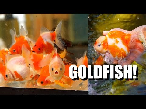 Видео: ЭКСТРЕМАЛЬНАЯ СТРАСТЬ К ЗОЛОТЫМ РЫБКАМ: Выведение новых видов на Гавайях?