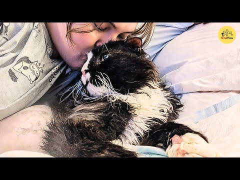 Видео: Панда, пожилой кот, покидает улицу и обретает постоянный дом