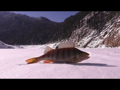 Видео: Зимняя рыбалка на Саяно-Шушенском водохранилище/Жерлицы/Хариус/Окунёвый клондайк/Фильм2.