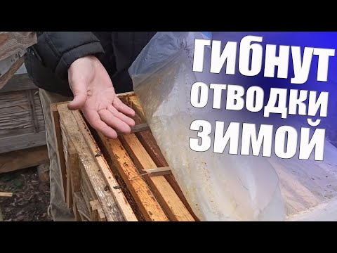 Видео: Грубые ошибки пчеловода при зимовке пчел слабыми семьями  или отводками. Успешная зимовка отводков