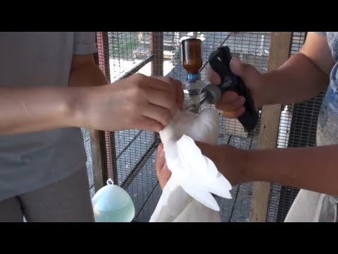 Видео: Як і чим вакциную