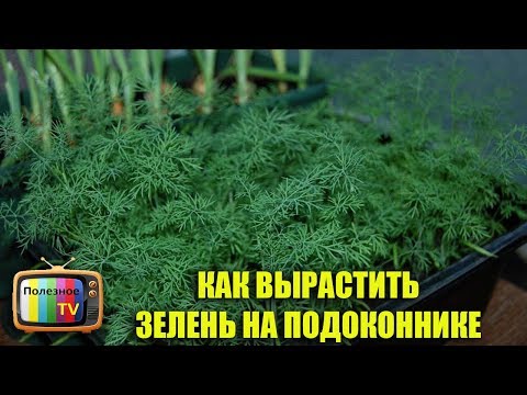 Видео: КАК ВЫРАСТИТЬ ЗЕЛЕНЬ НА ПОДОКОННИКЕ ПРАВИЛЬНАЯ ПОСАДКА И УХОД