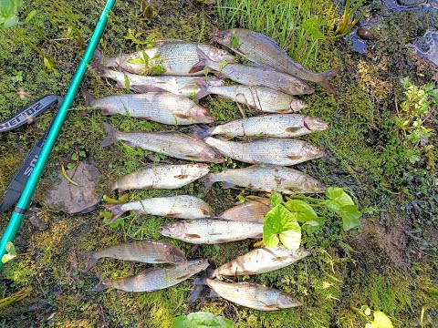 Видео: Первая рыбалка по хариусу на секретном ручье