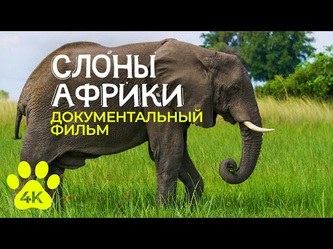 Видео: Африканские слоны - Интересные факты о величественных животных - Документальный фильм о природе в 4К