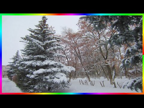 Видео: Белым снегом занесло запуржило замело❄️🌨❄️