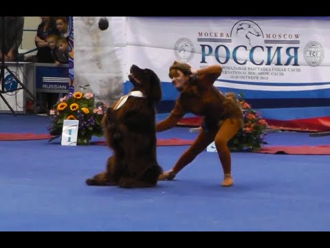 Видео: Танцы с собаками "Кубок Мастеров 2013". Dog Dancing. Canine Freestyle.