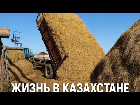 Видео: Насыщенный день в селе. Ездили смотреть коров. Соломы много не бывает!Выгрузили и поехали за новой. 