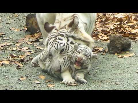 Видео: Материнская любовь тронула всех после рычания детёныша 😍