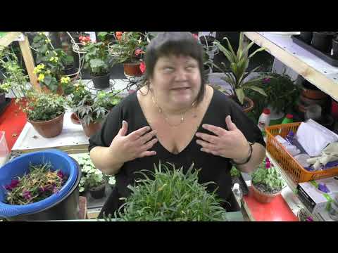 Видео: обрабатываю ампельную вегетативную гвоздику