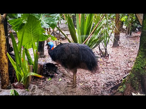 Видео: Опалы Австралии. Часть 5.