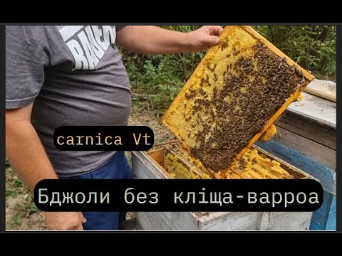 Видео: Бджоли без кліща варроа,або карніка Vt