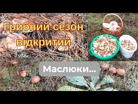 Видео: Гриби маслюки і зонтики.