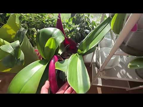 Видео: ФАЛЕНОПСИСЫ! Цветоносов становится больше.