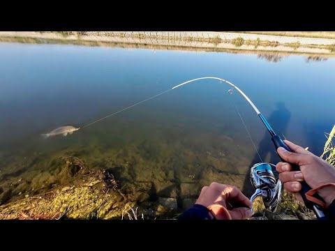 Видео: ВОТ ЭТО ПОЛОВИЛИ РЫБКИ! КАБАНЫ КАРАСИ КЛЮЮТ ЗВЕРИНЫМИ ПОКЛЕВКАМИ