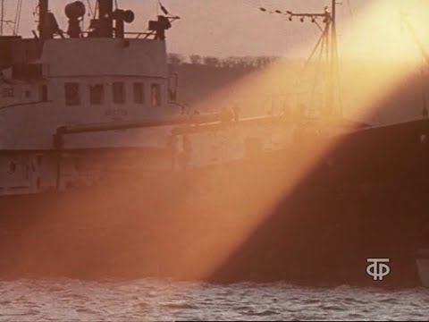 Видео: Мы живём у моря (Дальтелефильм, 1982 г.). О рыболовецком колхозе Новый мир