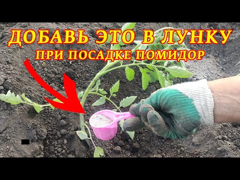 Видео: Добавьте две ложки в лунку при посадке рассады помидор и получите отличный урожай здоровых помидор!
