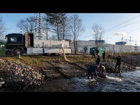 Видео: Тонны рыбы - в пруд-охладитель
