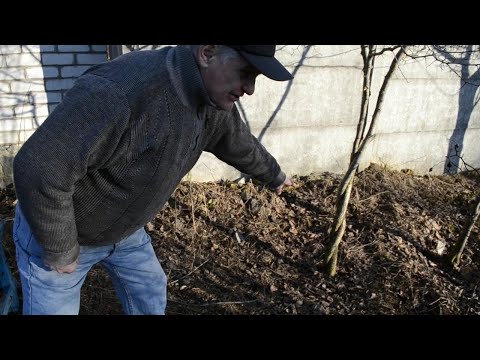 Видео: Самая простая и надёжная перепрививка фруктовых деревьев весной