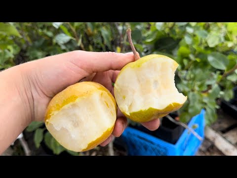 Видео: Дегустация азиатских груш: Drippin Honey против Shinko