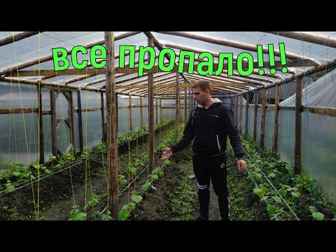 Видео: ТЕПЛИЧНЫЙ БИЗНЕС ПРОГОРЕЛ??? Что случилось с огурцами!?